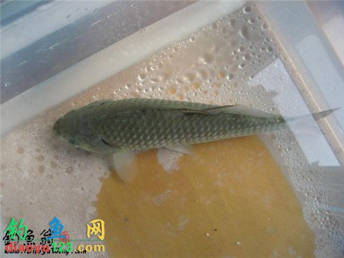 鱼塘钓的大鲫鱼在长江放生
